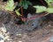 Bank vole in a log