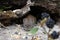 Bank vole in a log