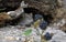 Bank vole in a log