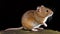 Bank vole, Myodes glareolus formerly Clethrionomys glareolus on dark background. generative ai