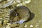 The bank vole / Myodes glareolus, formerly Clethrionomys glareolus - London, UK