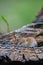 Bank vole Myodes glareolus between split of deadwood in forest