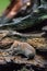 Bank vole Myodes glareolus walking over wet deadwood in forest