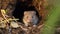 bank vole sitting by your burrow. Myodes glareolus. generative ai