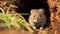 bank vole sitting by your burrow. Myodes glareolus. generative ai