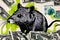 Banking crisis - Rat among torn banknotes