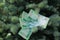 Banknote two hundred Russian rubles. Cash paper green money on the branches of the tree.