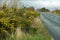 Banks of Flowering Gorse Ulex beside the road on a quiet Irish countryside.