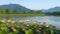 On the Banks of the Holy Bhima River Near Lord Mallaya Temple: River Water Covered by Lotus Leaves