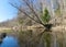 The banks of a small wild river in spring, bare trees, reflections in the water, a small wild river, Abuls river in Latvia
