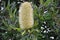 Banksia aemula blossom Woodgate Beach Queensland