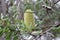 Banksia aemula blossom Woodgate Beach Queensland