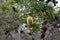 Banksia aemula blossom Woodgate Beach Queensland