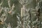 Banksia aemula bottlebrush flower closeup