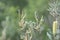 Banksia aemula bottlebrush flower closeup