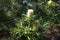 Banksia aemula flowers on Heath Circuit