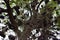 Banksia aemula tree Woodgate Beach Queensland
