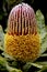 Banksia - Australia`s Flower is a member of the Protea Family commonly used for flower arrangements.