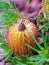 Banksia cone flower