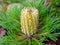Banksia cone flower