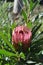 Banksia in flower