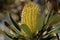 Banksia Flower