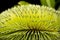 Banksia Flower Closeup