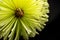 Banksia Flower Macro Black Background