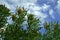 Banksia flowers