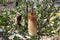 Banksia praemorsa flowering plant