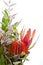 Banksia and protea flowers against white background