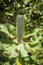 Banksia Robur Flower