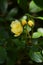 Banksia rose