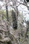 Banksia Seed Pod on the Coastal Track Royal National Park