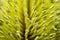 Banksia Tree Flower Macro