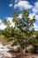 Banksia tree on Fraser Island