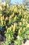 Banksia tree with yellow flowers