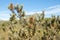 Banksia Wildflower: Kalbarri Bushland