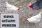 Banned sign with inscription Wild bird - avian influenza Locking