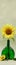 Banner 1x4 sunflower flower in beautiful green vase with a narrow neck on a soft green background