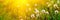 Banner 3:1. Close up dandelion flowers with sunlight rays. Spring background. Copy space. Soft focus