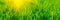 Banner 3:1. Close up vibrant fresh green grass with sunlight rays. Spring background. Copy space. Soft focus