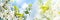 Banner 3:1. Panorama of cherry blossom in full bloom. Nature background. Soft focus