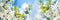 Banner 3:1. Panorama of cherry blossom in full bloom. Nature background. Soft focus