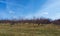 Banner Apple trees with Blue Sky