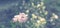 Banner Beautiful branches with flowers rosemary on the background of the sky defocus