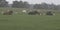 Banner beef cattle lying with egrets on foggy morning