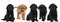 A Banner with black and blonde labrador retriever puppy`s  isolated on white background