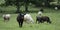 Banner black and white heifer with herd