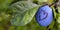 Banner. A blue ripe plum with a heart drawn on it. In addition to the ripe plum there is a leaf that is damaged which is in the